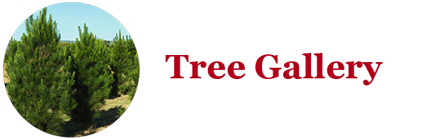 tree_gallery.png